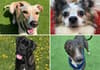 Adopt a dog Sheffield: Meet the 21 gorgeous dogs hoping for a new home this Christmas