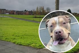 Residents have defended two XL Bullies that got loose in Arbourthorne, Sheffield, on December 13, saying they were "friendly", "giddy" and "never hurt anyone".