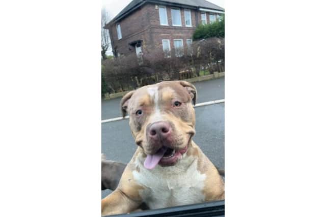 A resident who said she found the two XL Bullies and stayed with them until police arrived shared this photo of one of them looking through her car window in Arbourthorne.