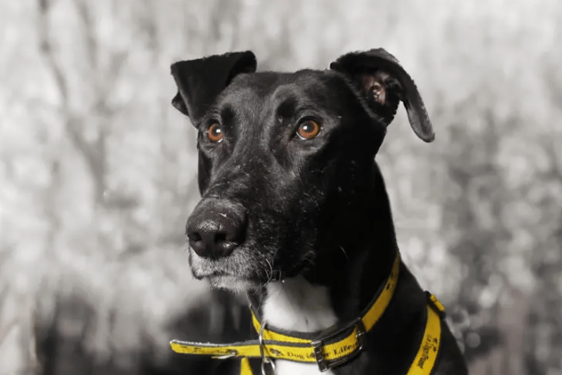 Eli is a FABULOUS 3yr old Lurcher who was originally found as a stray. We might not know anything about him from before her arrived, but he’s certainly stolen the hearts of everyone since! He’s super friendly with everyone and loves plenty of fuss and cuddles. He’s a big lad so young children won’t suit, but confident teenagers should be fine. He’s still working on his doggy socialising and making good progress, but he will need to be the only pet in his home for now. A secure garden will also be needed as he does enjoy his zoomies (it’s a Lurcher thing!!)