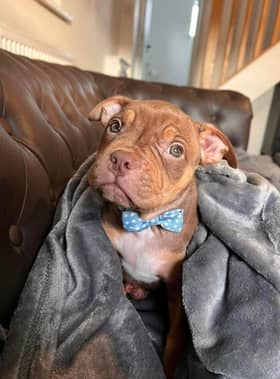 Arthur was one of eight XL Bully puppies to be rescued in a "Christmas miracle" by Helping Yorkshire Poundies. (Photo courtesy of Helping Yorkshire Poundies)