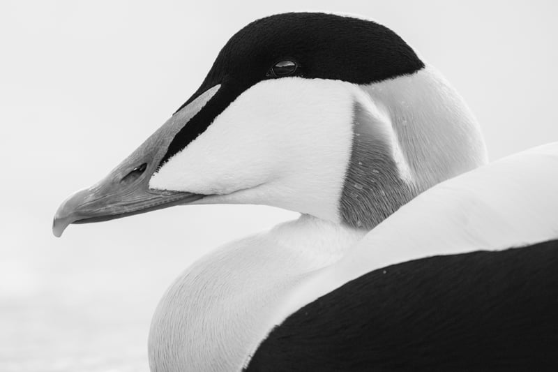 Eider duck portrait by Andreas Schoefer was commended in the 16-18 category.