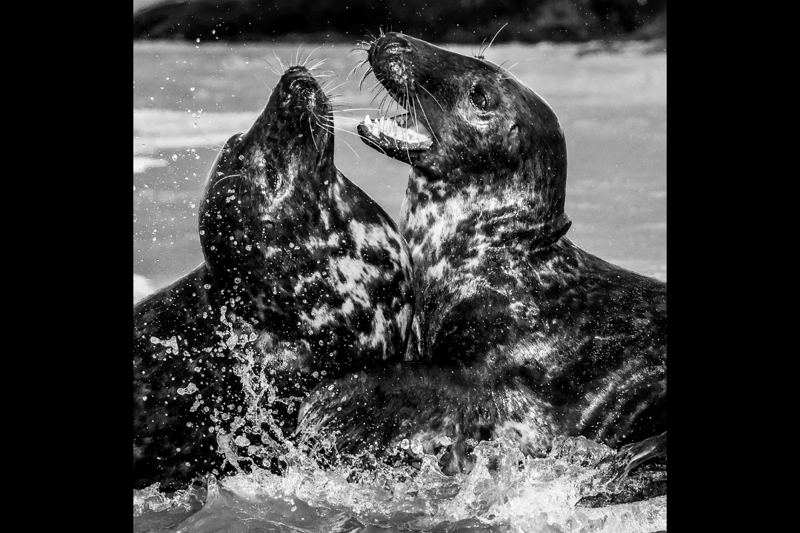 Squabbling seals by Alex George was commended in the 12-15 category.