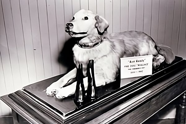 Wallace was a street dog of the late-Victorian era in Glasgow - he would follow the blaring horns of the fire wagons, and was eventually picked up and adopted by the Glasgo fire service, quickly becoming their mascot. Rumours started amongst Glaswegians that the dog would lead the firefighters to fires. A taxidermised Wallace the fire dog can be found at his new home in Greenock Fire Station Heritage Museum - with a new statue in his honour coming to Possilpark soon.