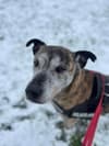 Adopt a dog Sheffield: 'Perfect' pup to spend second Christmas in rescue as 'no-one wants to adopt him'