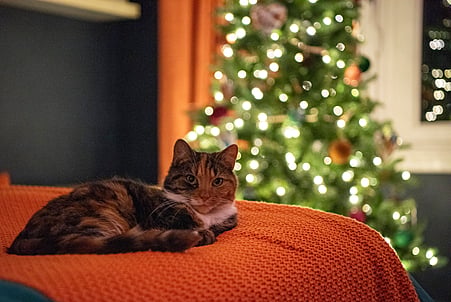 Frida the cat took the win in her stride.