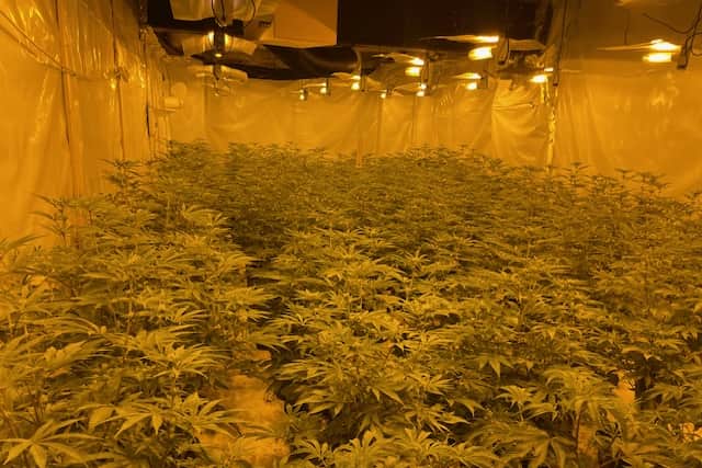 A cannabis farm worth £800,000 was found in an abandoned nightclub in Doncaster