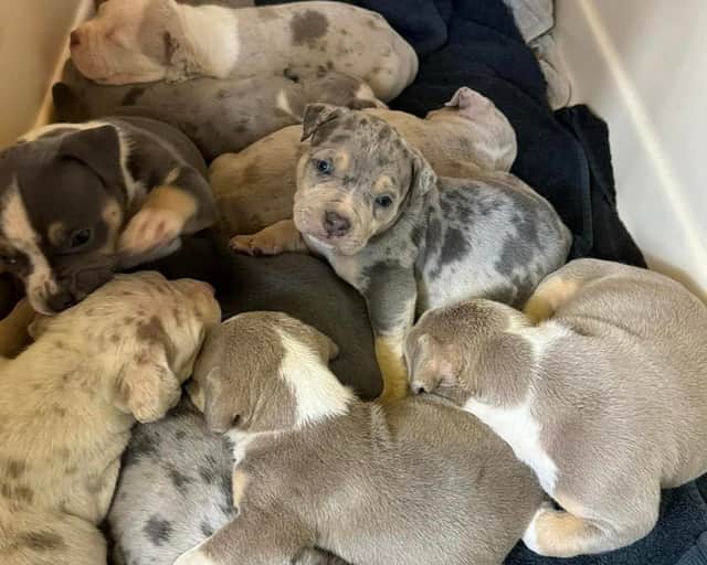 Majesty recently had 11 puppies. (Photo courtesy of Helping Yorkshire Poundies.)