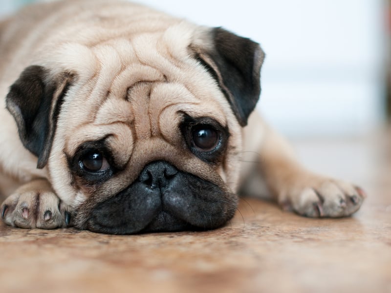 Milo is a boy's name which comes from the German meaning for soldier.