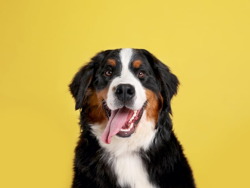 Bailey is a unisex name of English and Scottish origins.