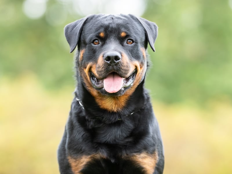 Buddy is an English nickname for "friend", therefore is the perfect name for a dog companion.