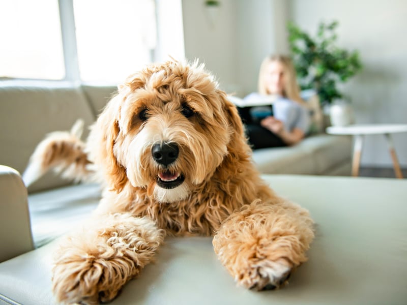 Named after the adorable soft bear, Teddy can also be a name shortened from Theodore.