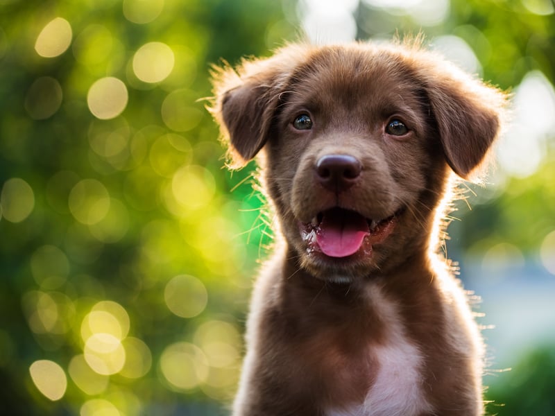 Coco originates from the chocolate bean Cocoa, so is usually given to dogs of darker colour.