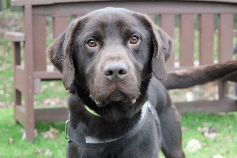 Constable is a two-year-old Labrador Retriever who can live with a well matched dog and children of high school age. Dogs Trust have no history for him so cannot guarantee that he is house trained, and he is likely to need all his basic training.
