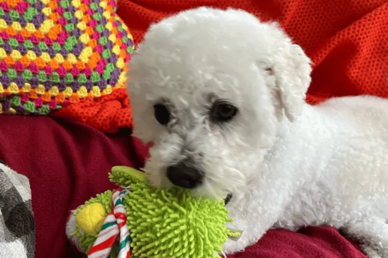 Benny is a friendly seven-year -old Bichon Frise who likes to sit in the window watching the world go by. He can live with a small dog and children over the age of eight. He is house trained but might have an accident if left alone for too long.