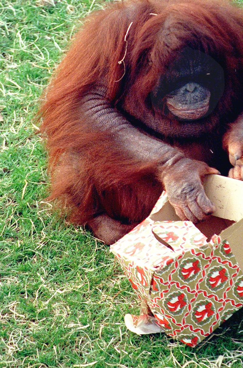 Santa visited Blackpool Zoo to distribute Christmas presents to the Orang-Utans Homer and Hayley, who wasted no time in tearing them open to discover their ideal gift- bananas!
Pic shows Hayley unwrapping her present 