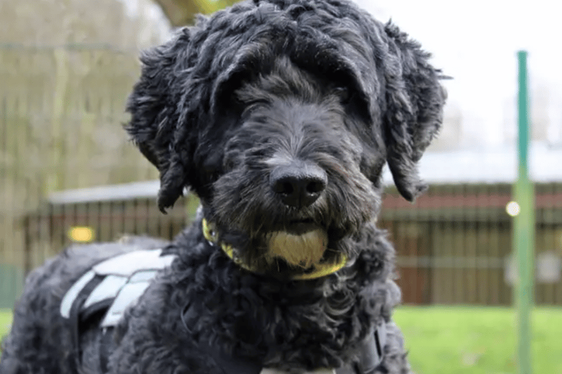 Pepsi is a Labradoodle who needs to be the only dog in the home. She can live with children of high school age and is likely to be house trained.