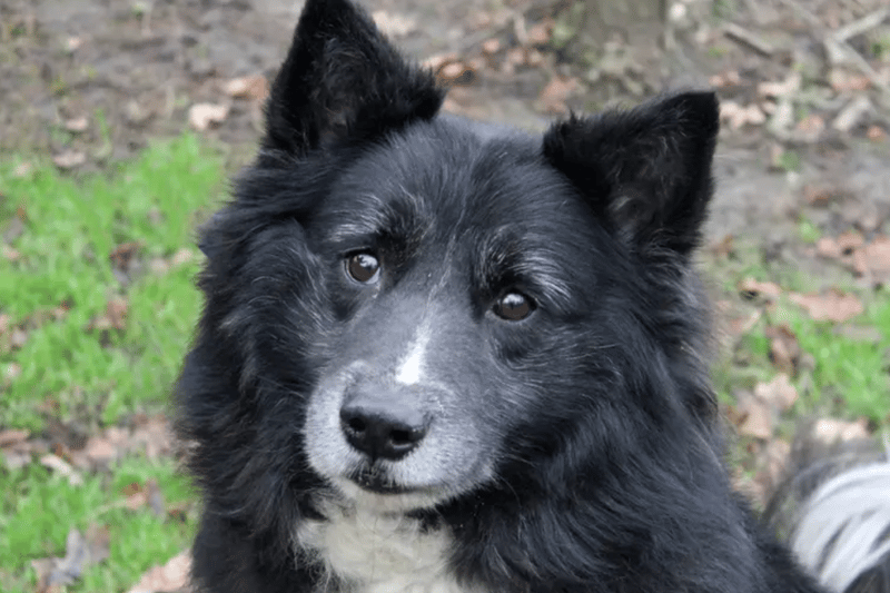 Bear is a crossbreed who needs to be rehomed with brother Shadow. They can live with children over the age of eight, but no other pets. Both dogs are house trained and can be left alone for a couple of hours.