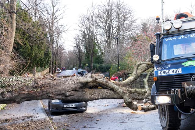 Council workers arrive to remove the tree in St Andrews Road in Nether Edge. Photos by John Scholey