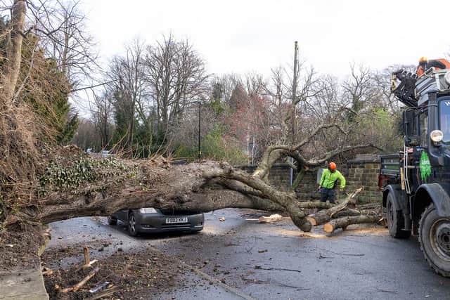 Arborists from Sheffield City council remove tree from on top of car in St Andrew's Road, Sheffield.