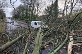 A fallen tree brought down by Storm Pia on Ringinglow Road in Sheffield. The Steel City woke up to winds of 55mph this morning (December 21).