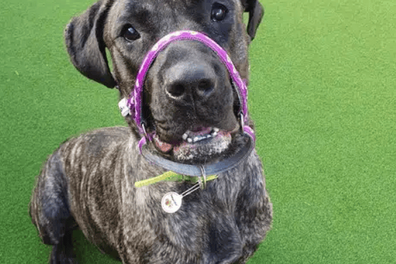 Meet August, a 2-year-old Presa Canario cross who is looking for her forever home!
August is a sweet and affectionate girl who loves nothing more than cuddling up on the sofa with you and playing with her toys