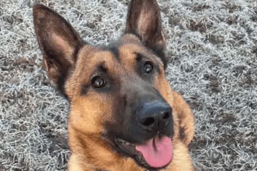 Meet O’Malley, our incredible Malinois who’s looking for a loving and capable home! This handsome boy has had a bit of a tough start in life, but we’re certain that he will make an amazing addition to the right home – he just needs someone who’s willing to give him the time and understanding he needs.