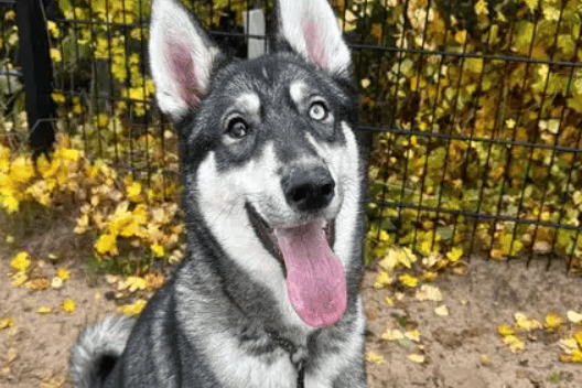 Togo is a lovable 2-year-old Husky who is in need of a new home.
This sweet boy can be slightly timid at first, but once he comes out of his shell, he’s a big ball of fun! Togo loves to play with balls and squeaky toys and is highly motivated by treats.