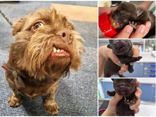 Otter the puppy was dumped in Beeley Woods in Sheffield in September 2022 along with his siblings at just a few hours old. With the RSPCA's help, he beat the odds and now has a loving home.