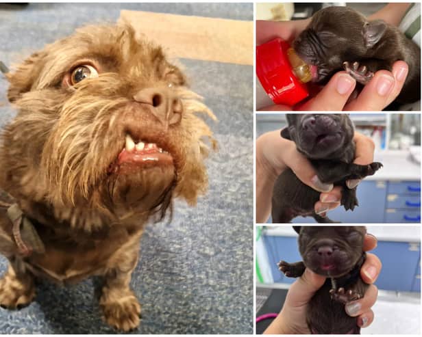 Otter the puppy was dumped in Beeley Woods in Sheffield in September 2022 along with his siblings at just a few hours old. With the RSPCA's help, he beat the odds and now has a loving home.