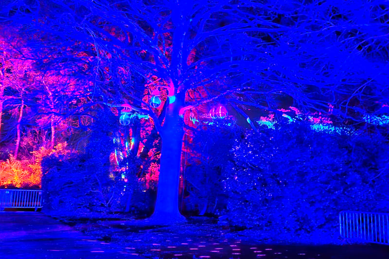 On the way to the Christmas village, there are trees with lights that dance to the music.