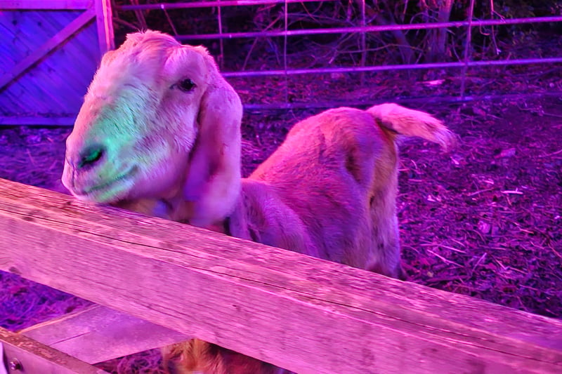 Bentley the Goat was happy to be fed carrots by visitors by Santa's Grotto.

