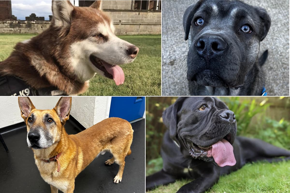 Worldwide Dogs Rescue 11 of the biggest dogs ready for adoption in Sheffield
