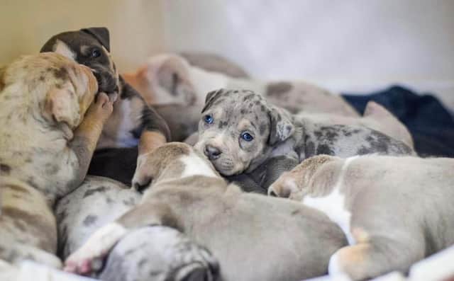 Helping Yorkshire Poundies is looking to find homes for a litter of 11 XL bully puppies before the ban comes into place on December 31 2023.