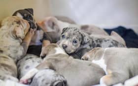 Helping Yorkshire Poundies is looking to find homes for a litter of 11 XL bully puppies before the ban comes into place on December 31 2023.