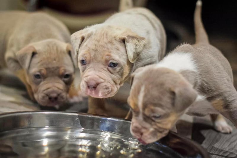 These adorable puppies are now six weeks old and will soon be looking for their forever homes.
