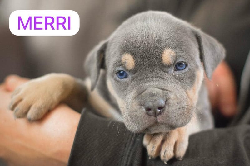 Sweet little Merri was born into the world with two sisters and eight brothers.