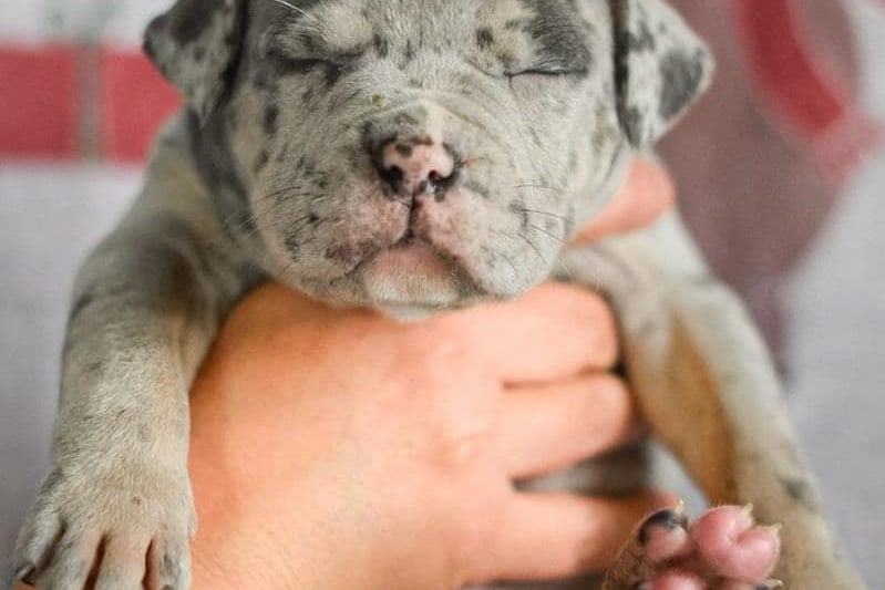 This chunk pup has been named Gandolf. Anyone interested in adopting one of these lovable babies is asked to fill out a pre-adoption questionnaire on the charity's website.