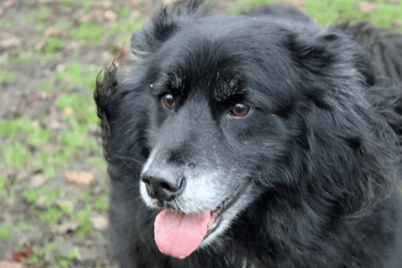 Shadow is a crossbreed who needs to be rehomed with brother Bear. They can live with children over the age of eight, but no other pets. Both dogs are house trained and can be left alone for a couple of hours.