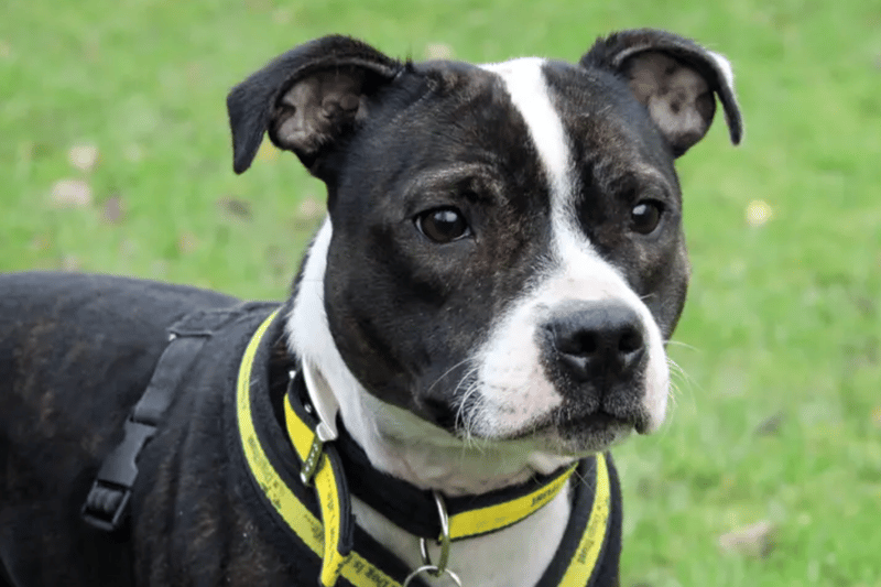 Lydia is a Staffordshire Bull Terrier looking for a home in Merseyside. She can live with children over the age of 10 and will need to be the only dog at home at the moment. 