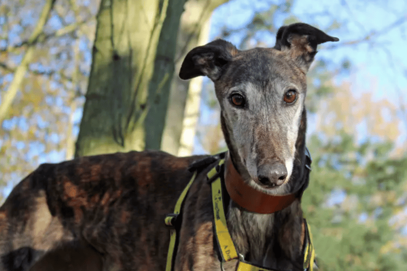 Melissa is a Greyhound who can live with children of high school age but will need to be the only dog at home. A little patience may be needed when it comes to house training as Melissa has spent her life in kennels. Mel has sore hips and may require lifelong pain relief.