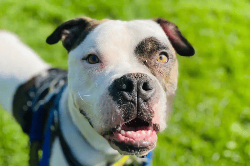 Patch is a Boxer cross who will need to be the only pet in the home and will need somebody around for most of the day as he can become stressed and destructive if he is left for too long, although he is house trained. He is only young and will need few visitors.