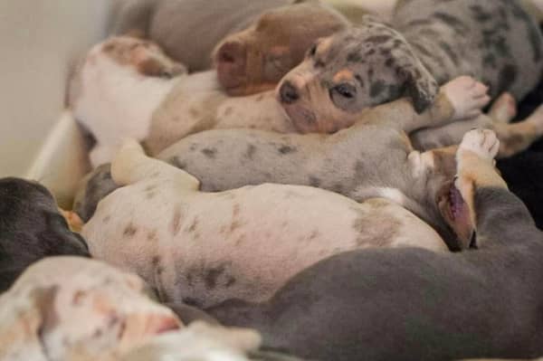 Helping Yorkshire Poundies has been working hard to rehome a litter of 11 XL bully puppies.