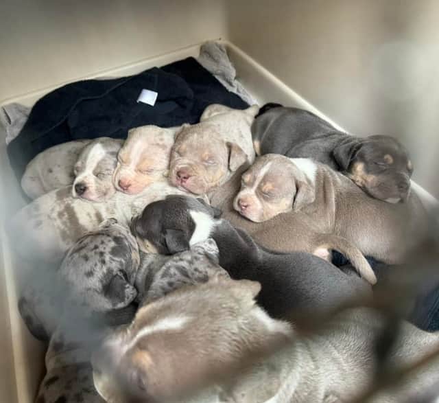 A litter of 11 XL Bully pups a month before the ban was a pressure on Helping Yorkshire Poundies, but after non-stop hard work, they have all been rehomes along with the 8 others in their care.
