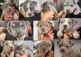 Just in time! Helping Yorkshire Poundies announced on Facebook yesterday (December 30) that all 11 of these adorable pups have found their forever homes - one day before the deadline.