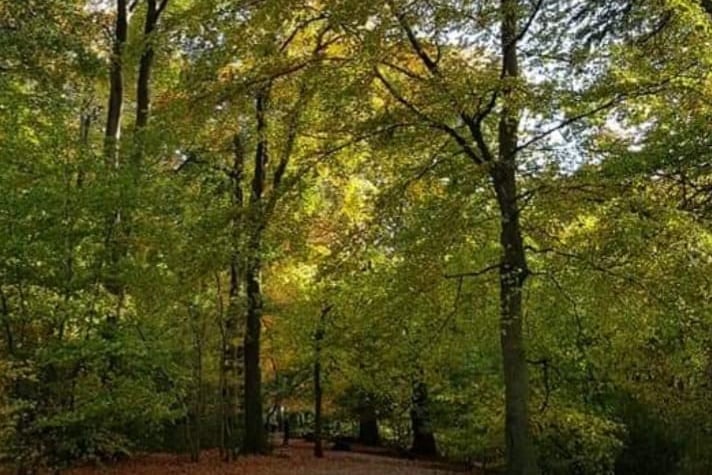 A relaxing photo of Warley Woods, sent in by Stacey on Facebook