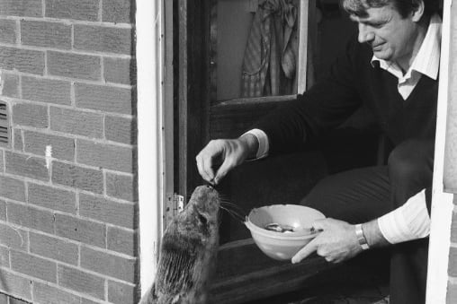 Jeffrey the seal was washed up at Roker early that year and took up residence on a patio.
Here's Martin Meling feeding some donated fish to Jeffrey. 
