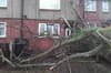 Sheffield weather: Storms tear down and damage more than 100 trees over Christmas and New Year