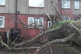 Gale-force winds and heavy rain brought down and damaged more than 100 trees in Sheffield over the Christmas and New Year period. Photo: Streets Ahead