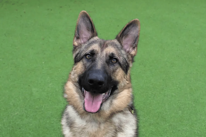 Dexter would love for his family to be into their dog training as much as he is. He’s a big fan of his food which will be a great reward. Food games to keep his mind active too will be a fun way to entertain him. His training will be on going in the home but we are sure with some guidance and time dedicated to him, he’s going to make a fantastic pupil to work with!